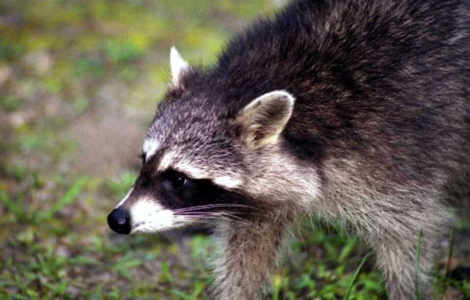 Top 10 bosdieren - Dieren over de hele wereld