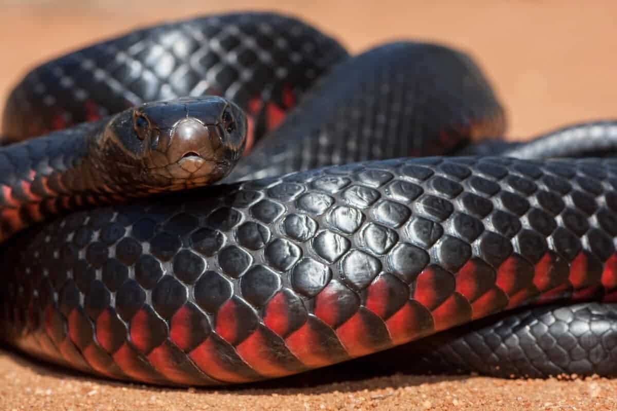 Red-Bellied Black Snake Bite