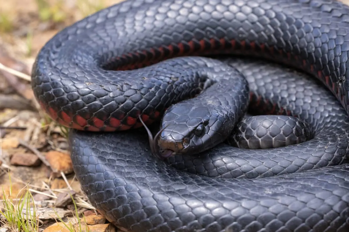 Red-Bellied Black Snake