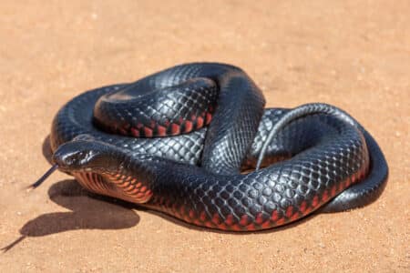 Largest Red-Bellied Black Snake