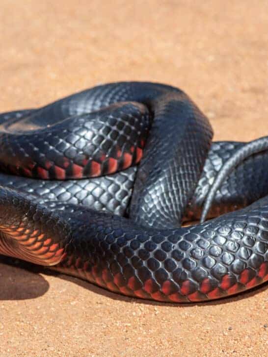 Largest Red-Bellied Black Snake