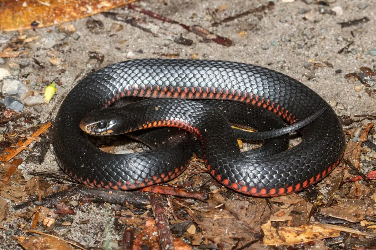 Red-Bellied Black Snake