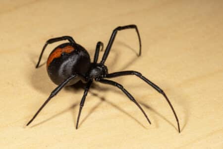Discover: Redback Spider Bites