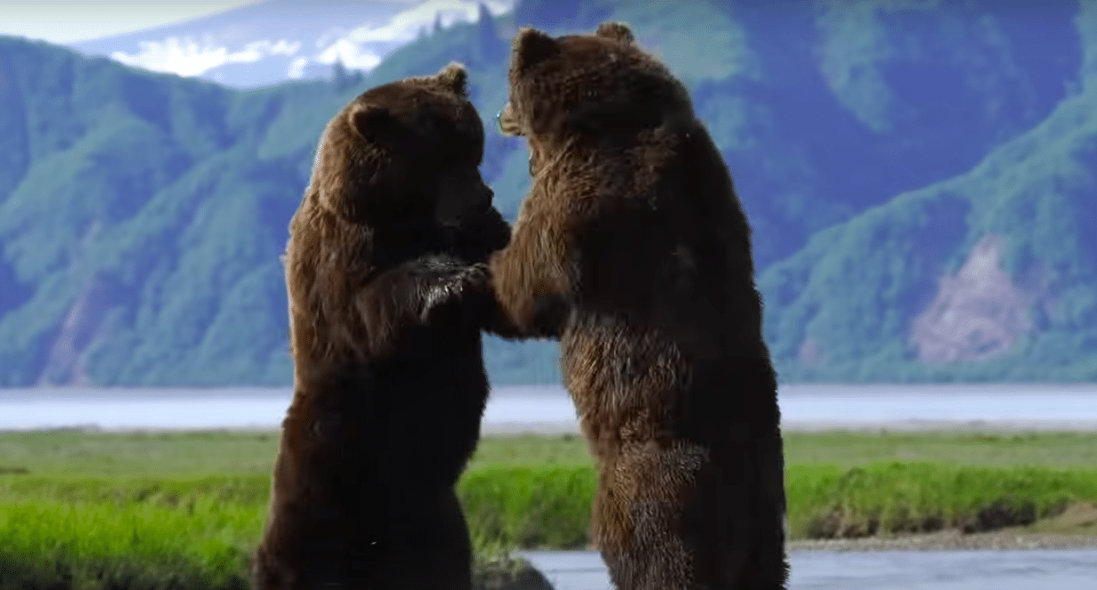 Intense Battle Between Bears