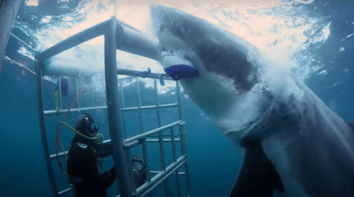 18-Foot Shark Attacking a Cage