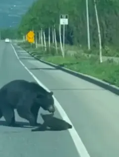 Momma Bear Tosses Cub