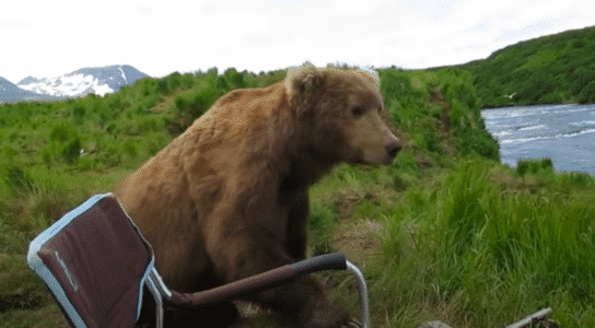 Shocking: Brown Bear Sits Down Next to a Camper