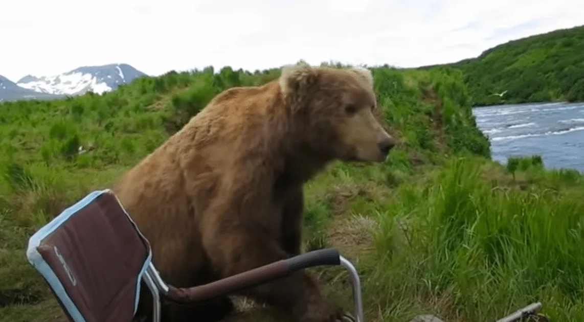 Bear Sits Down Next to Camper