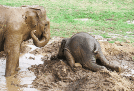 Watch: Baby Elephant Throwing a Tantrum