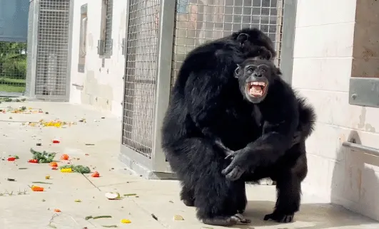 Chimp Sees The Sky For the First Time In 28 Years