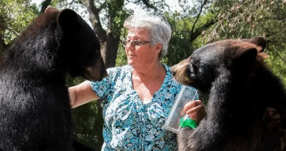 Woman Buys New Hammock For Bear Family