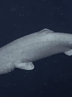 Pacific Sleeper Shark