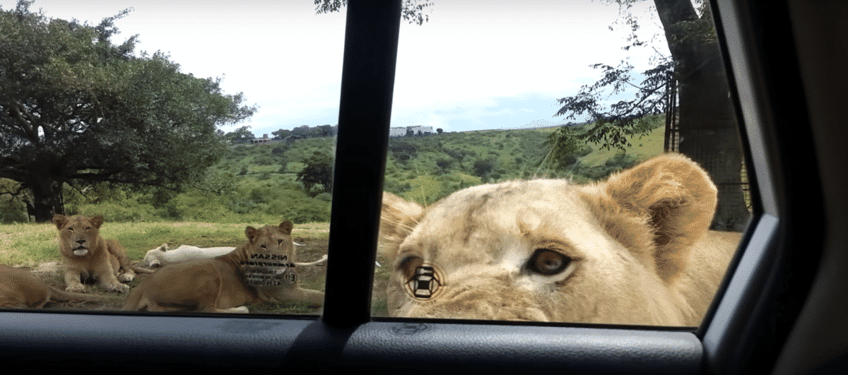 Lion opens car door