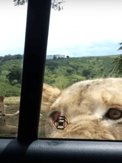Lion opens car door