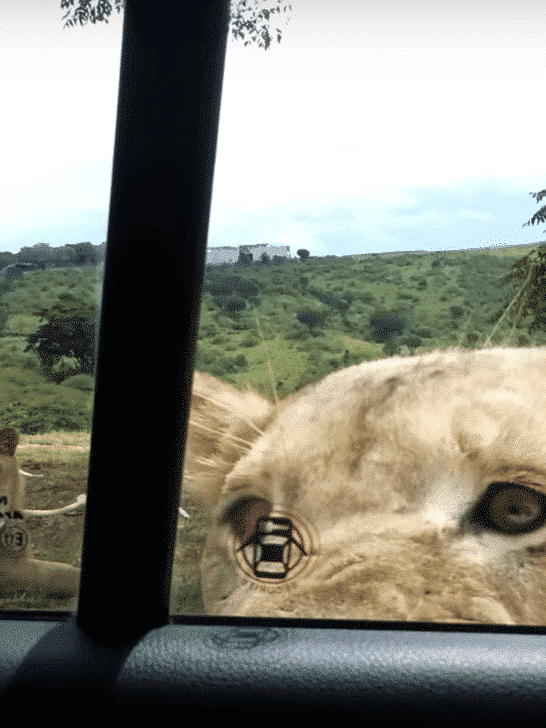 Watch: Tourists get Surprised when Lion Opens Car Door