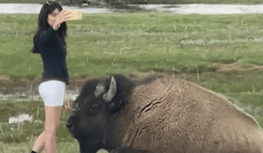 Very Reckless Woman Approaches Bison for a Selfie in Yellowstone