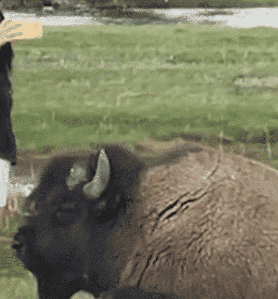 Very Reckless Woman Approaches Bison for a Selfie in Yellowstone