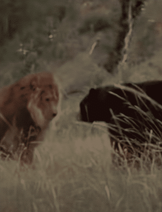 Watch: Male Lion Fights a Bear