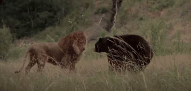 Watch: Male Lion Takes on a Bear in Intense Fight