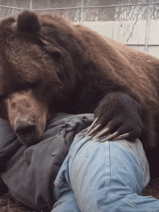 Bear Embraces Man: Best Friends