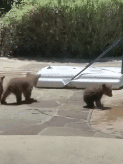Mama bear takes dip in backyard pool as cubs watch