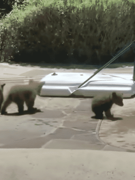 Mama Bear Brings Her Cubs To Backyard Pool For A Dip
