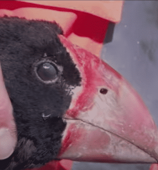Extinct Takahē Bird Returns