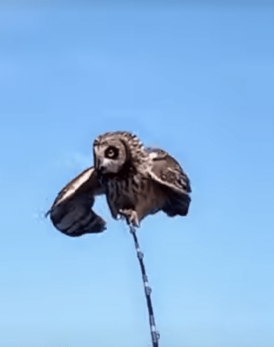 Owl Lost At Sea Takes A Boat Ride Home