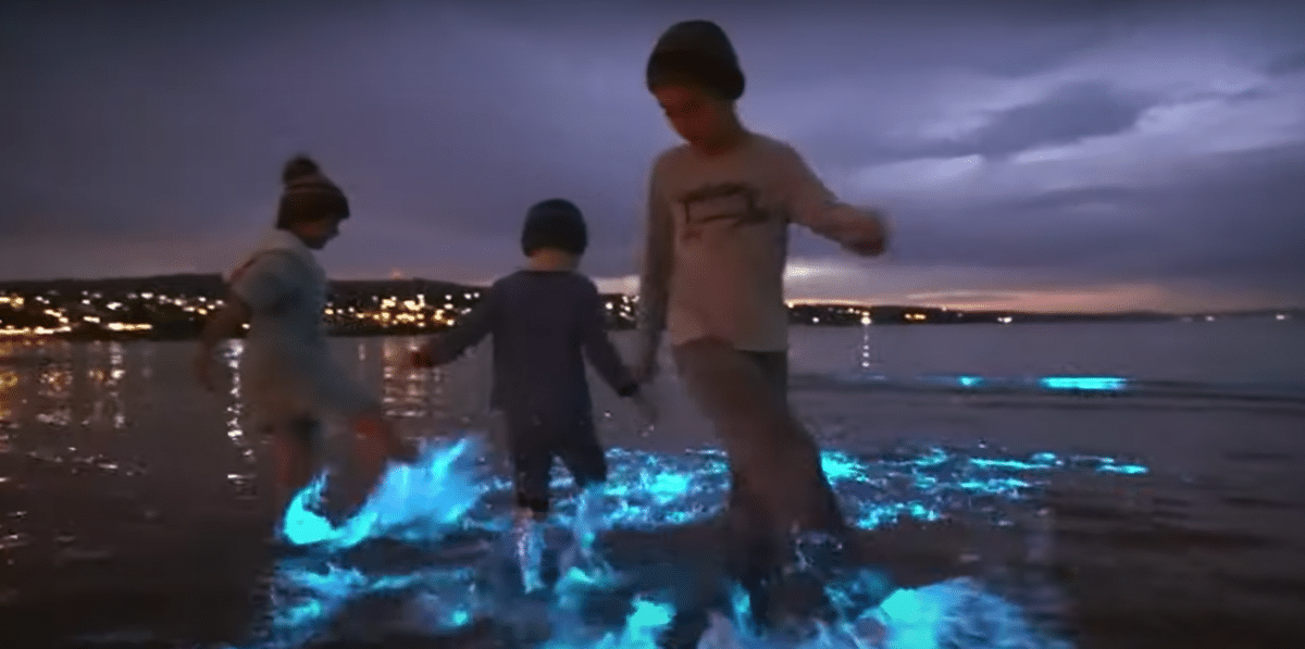 Beach glows as bioluminescent algae show up in SA 