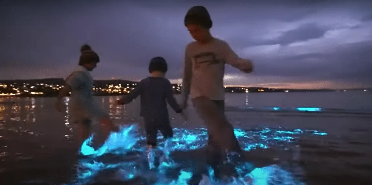 Beach glows as bioluminescent algae show up in SA