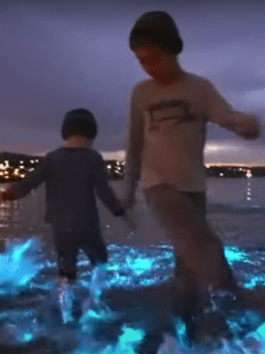 Beach glows as bioluminescent algae show up in SA