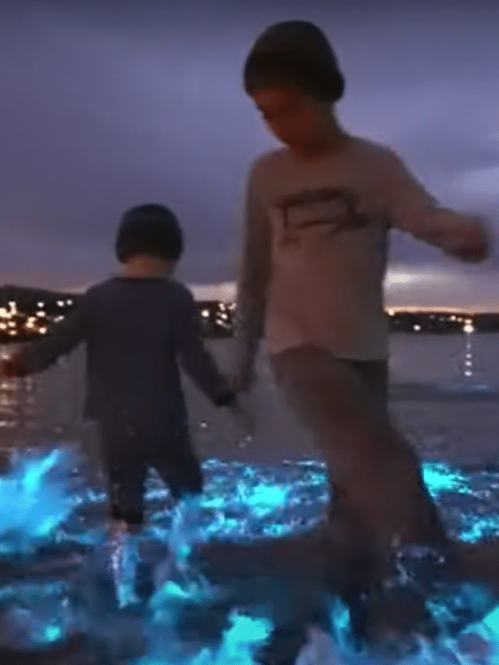 Beach Glows As Bioluminescent Algae Arrive Up In South Australia