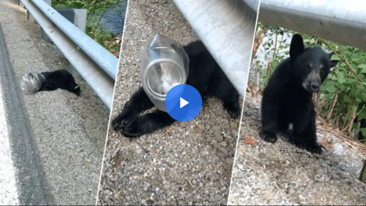 Bear cub rescued after getting stuck in plastic container