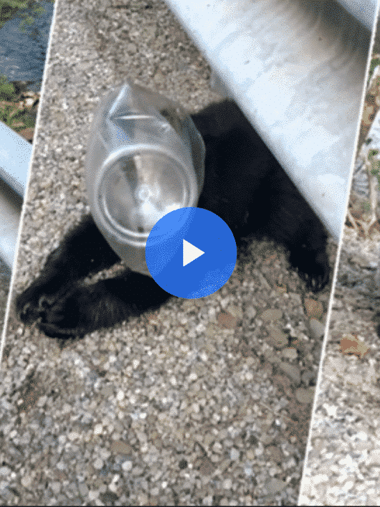 Bear Cub Saved After Being Trapped Within Plastic Container