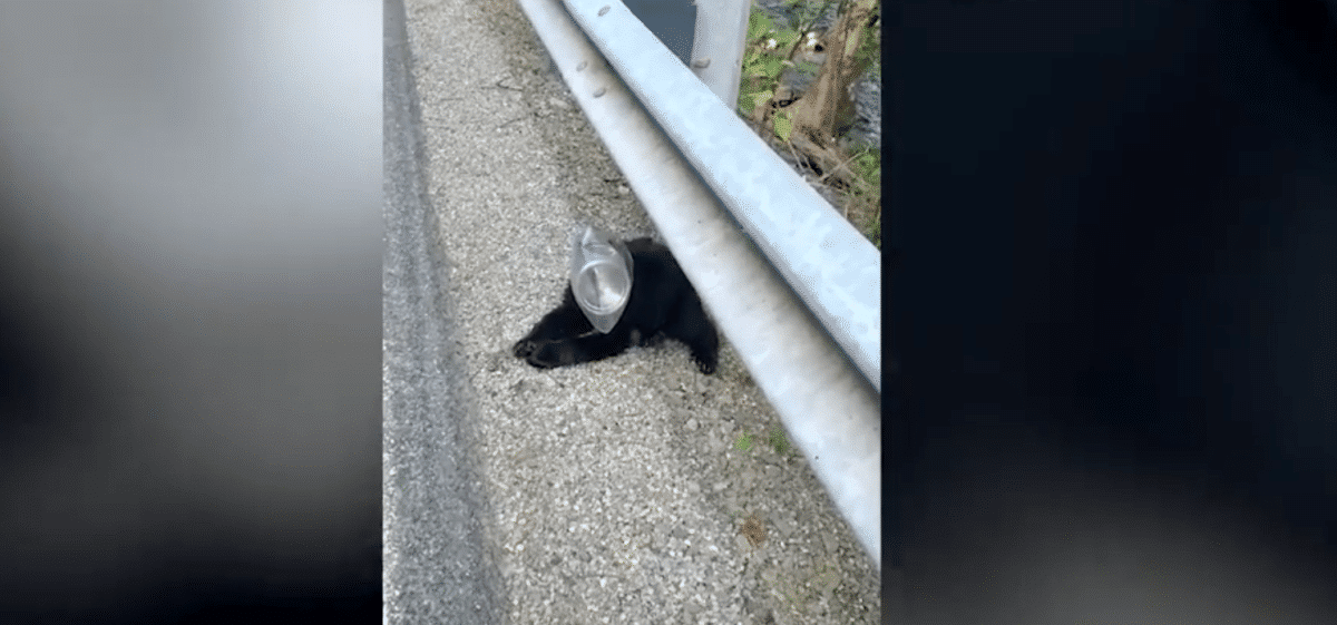 Bear cub rescued after getting stuck in plastic container