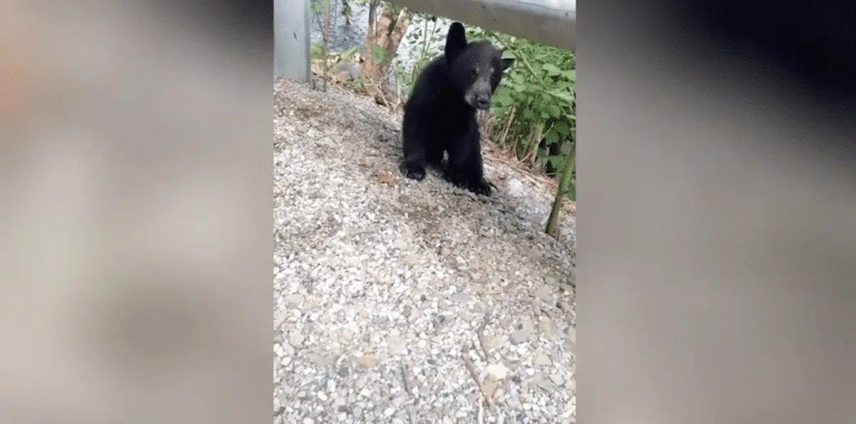 woman rescues bear cub after head gets stuck in container 