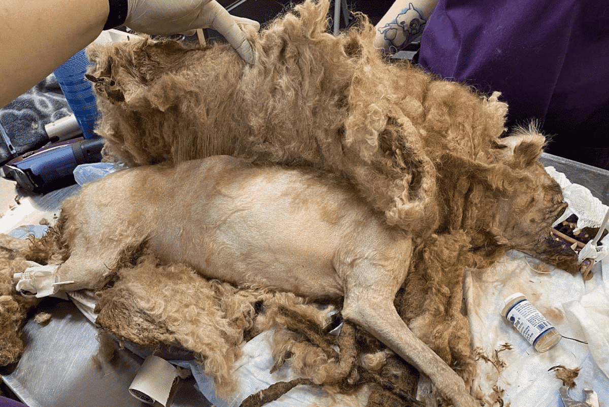8 Pounds of Fur Removed from Helpless NY Dog