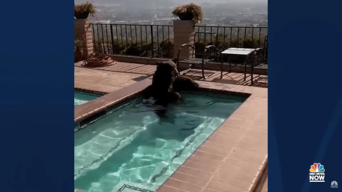 Bear cools off in Southern California pool