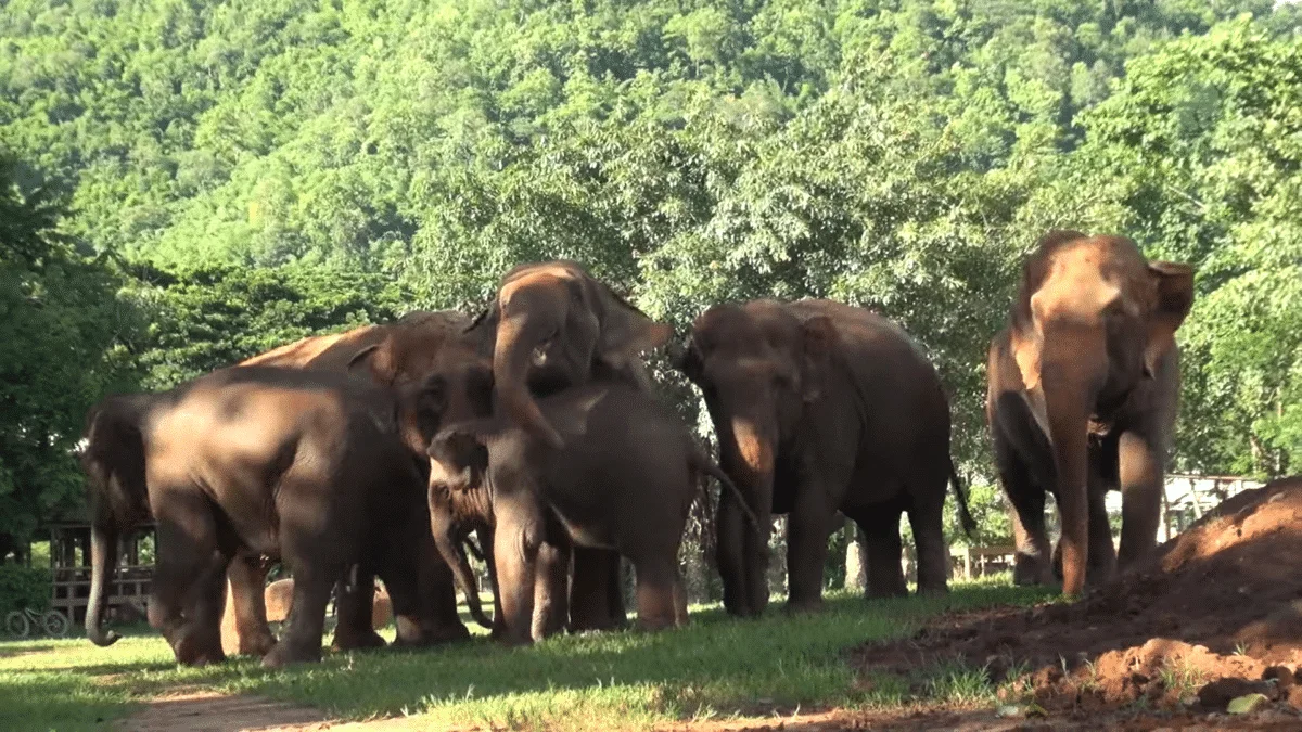 Elephant Herd's Conversation