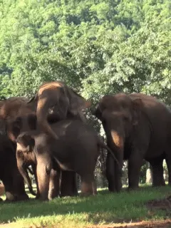 Elephant Herd's Conversation