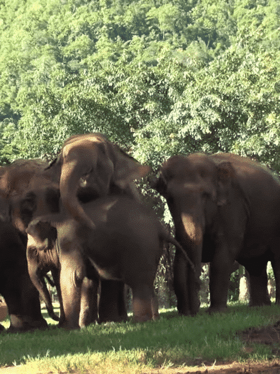 Listen To The Elephant Herd’s Conversation