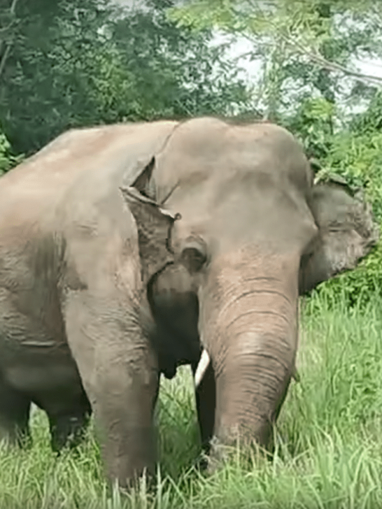Rescued Elephant Discovers the Wild for the First Time