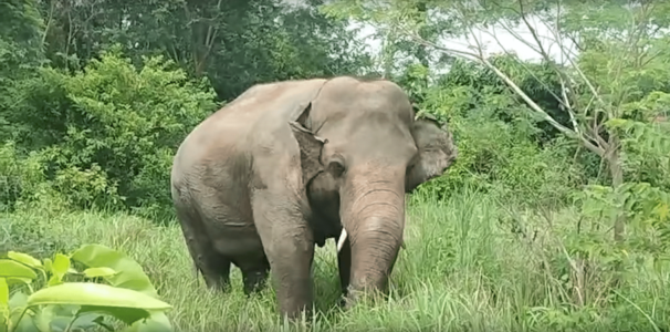 Watch Elephant Rescued From Zoo and His Reaction in the Wild