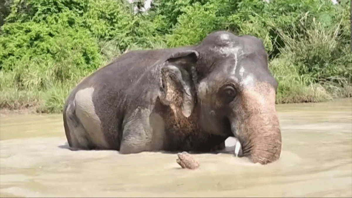 Elephant Rescued From Zoo