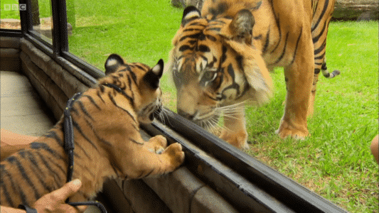 Cubs Meet Adult Tiger for the First Time