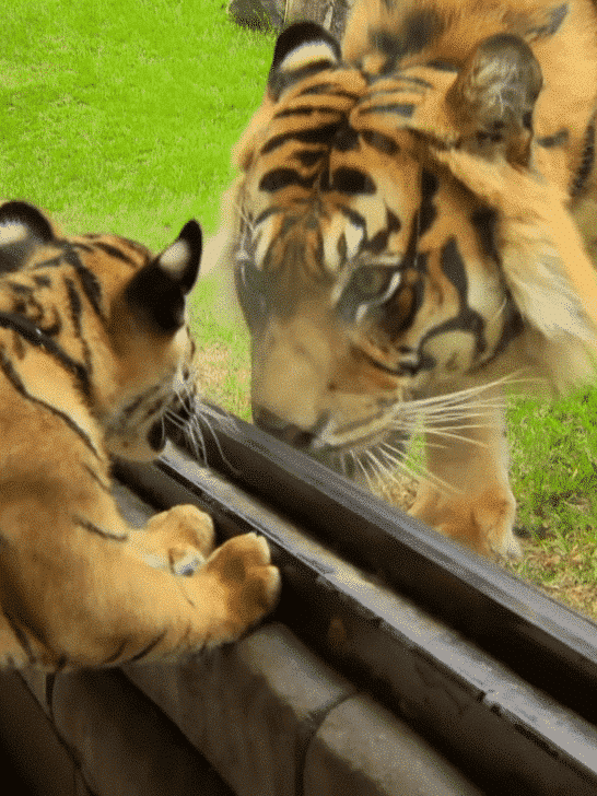 Cubs Meet Adult Tiger for the First Time