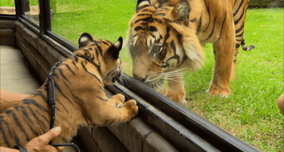 Tiger Cubs Discover Adult Tiger For the First Time