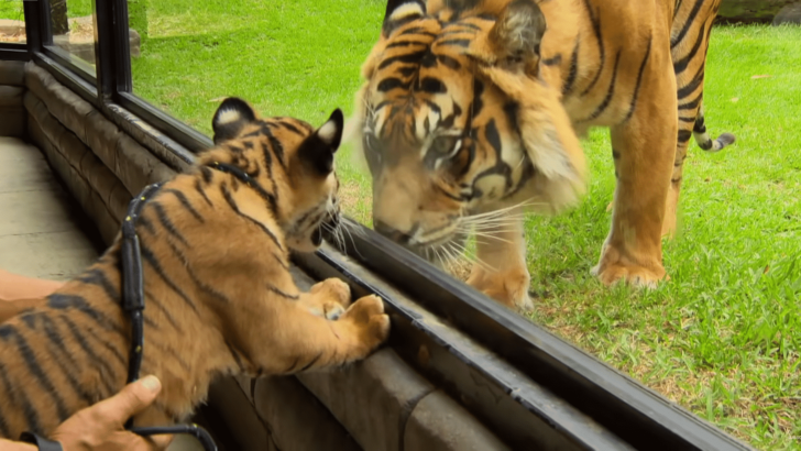Tiger Cubs Discover Adult Tiger For the First Time