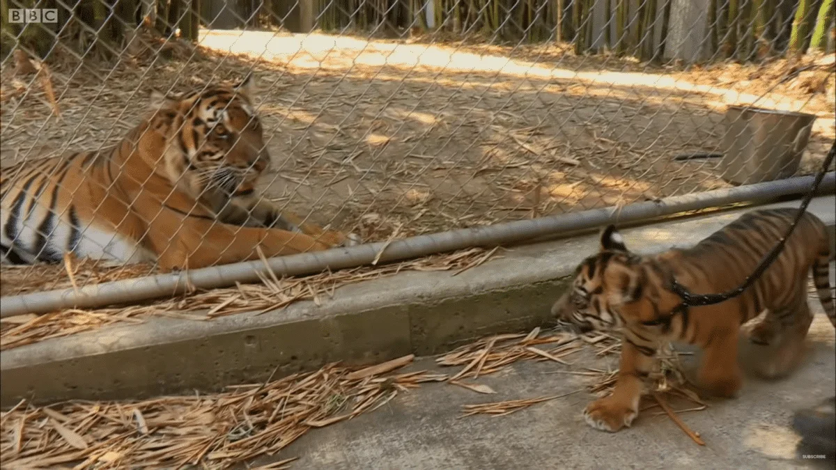 Cubs Meet Adult Tiger