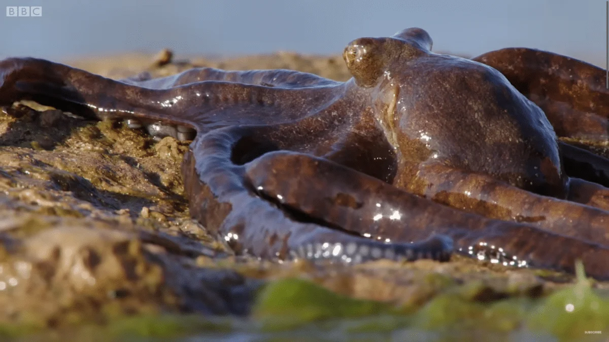 Octopus Take On Terrestrial Living